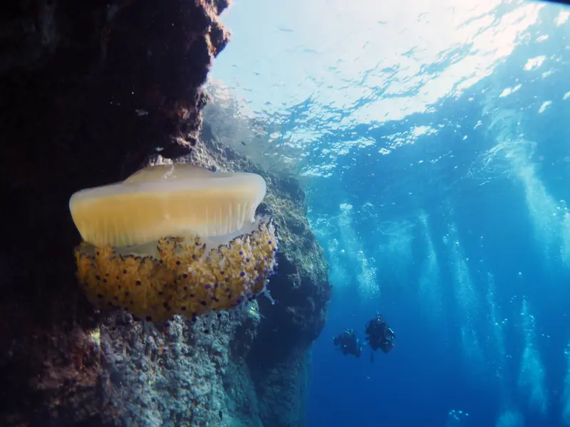 Ċirkewwa dive site, North, Malta